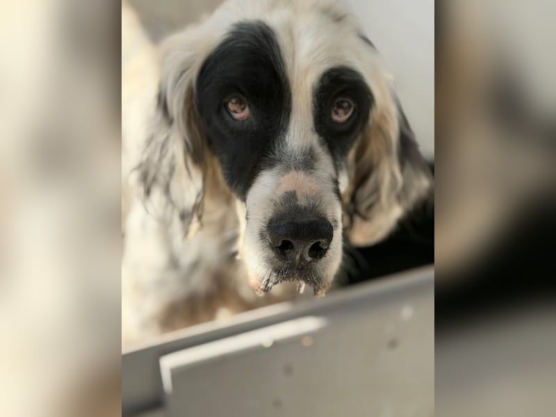 Notfall- Senior Bili sucht warmes Körbchen mit Rücksicht auf seine Gelenke