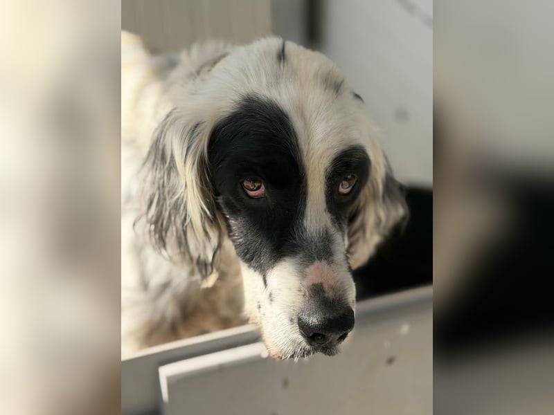 Notfall- Senior Bili sucht warmes Körbchen mit Rücksicht auf seine Gelenke