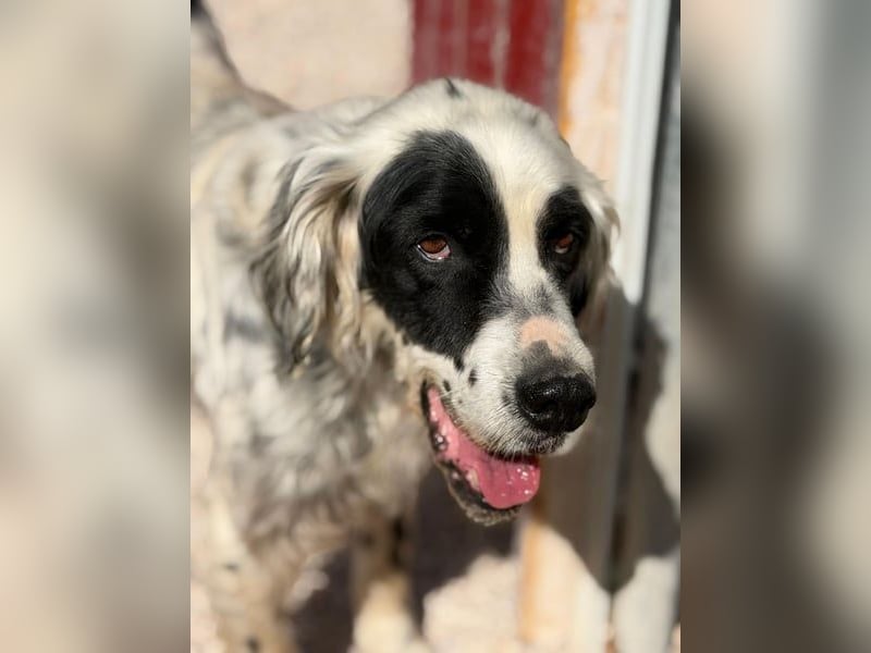 Notfall- Senior Bili sucht warmes Körbchen mit Rücksicht auf seine Gelenke