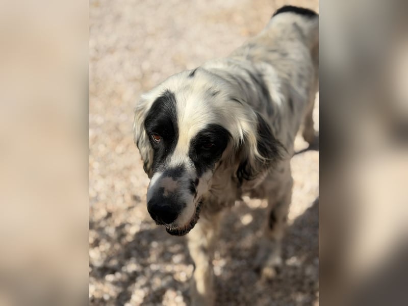 Senior Bili sucht warmes Körbchen mit Rücksicht auf seine Gelenke