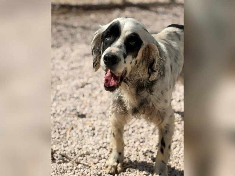 Notfall- Senior Bili sucht warmes Körbchen mit Rücksicht auf seine Gelenke