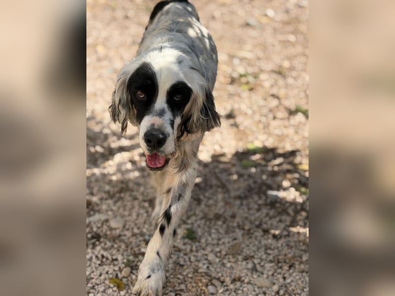 Notfall- Senior Bili sucht warmes Körbchen mit Rücksicht auf seine Gelenke