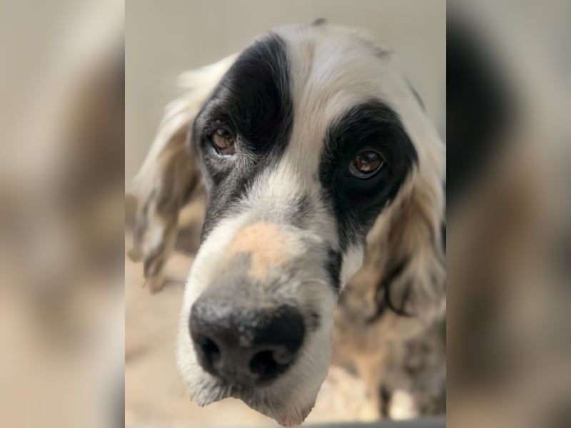 Senior Bili sucht warmes Körbchen mit Rücksicht auf seine Gelenke