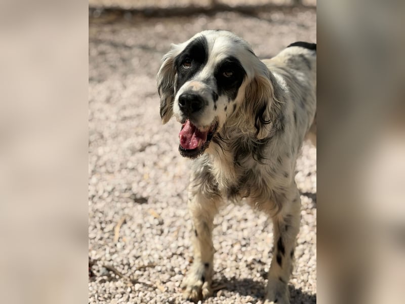 Senior Bili sucht warmes Körbchen mit Rücksicht auf seine Gelenke