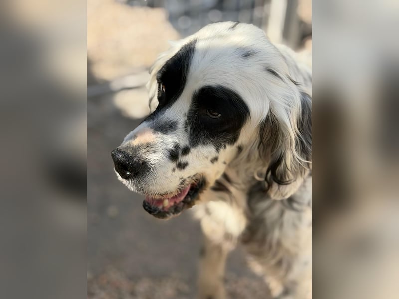 Senior Bili sucht warmes Körbchen mit Rücksicht auf seine Gelenke