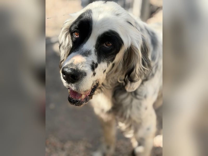 Senior Bili sucht warmes Körbchen mit Rücksicht auf seine Gelenke