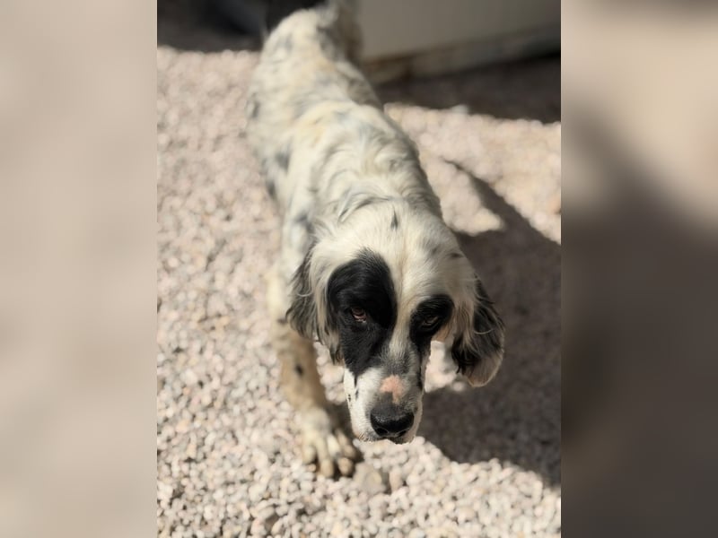 Senior Bili sucht warmes Körbchen mit Rücksicht auf seine Gelenke