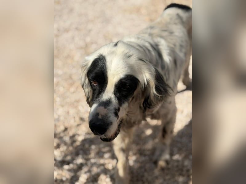 Notfall- Senior Bili sucht warmes Körbchen mit Rücksicht auf seine Gelenke
