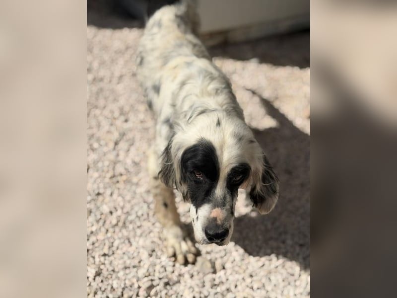 Notfall- Senior Bili sucht warmes Körbchen mit Rücksicht auf seine Gelenke