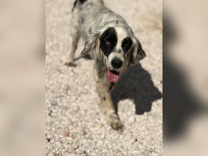 Senior Bili sucht warmes Körbchen mit Rücksicht auf seine Gelenke