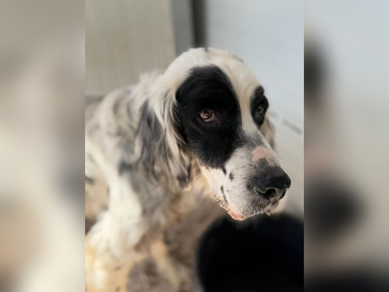 Senior Bili sucht warmes Körbchen mit Rücksicht auf seine Gelenke