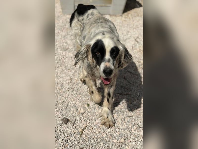 Notfall- Senior Bili sucht warmes Körbchen mit Rücksicht auf seine Gelenke