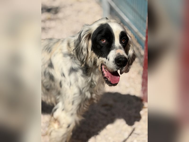 Senior Bili sucht warmes Körbchen mit Rücksicht auf seine Gelenke