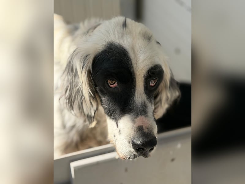 Senior Bili sucht warmes Körbchen mit Rücksicht auf seine Gelenke