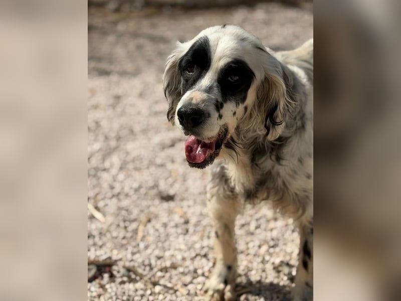 Notfall- Senior Bili sucht warmes Körbchen mit Rücksicht auf seine Gelenke