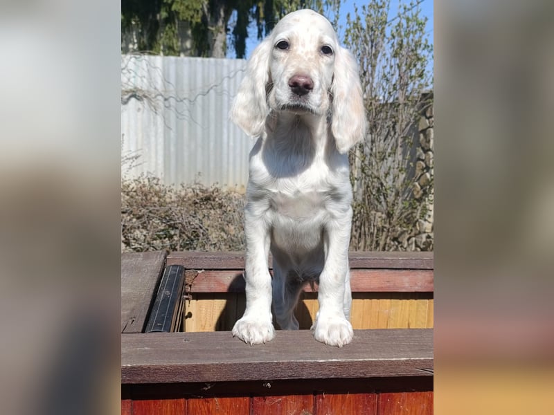 English setter Hündin