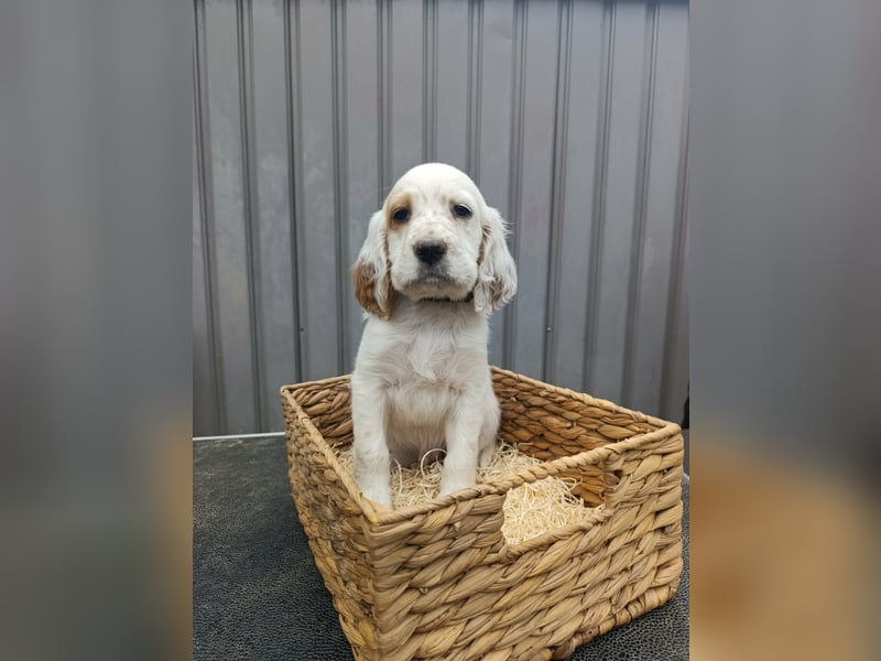 English setter Rüde Welpe