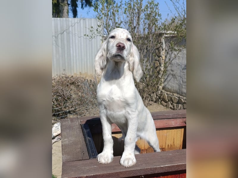 English setter Hündin