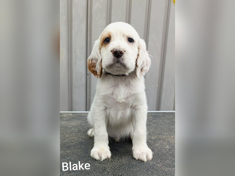 English setter Rüde Welpe