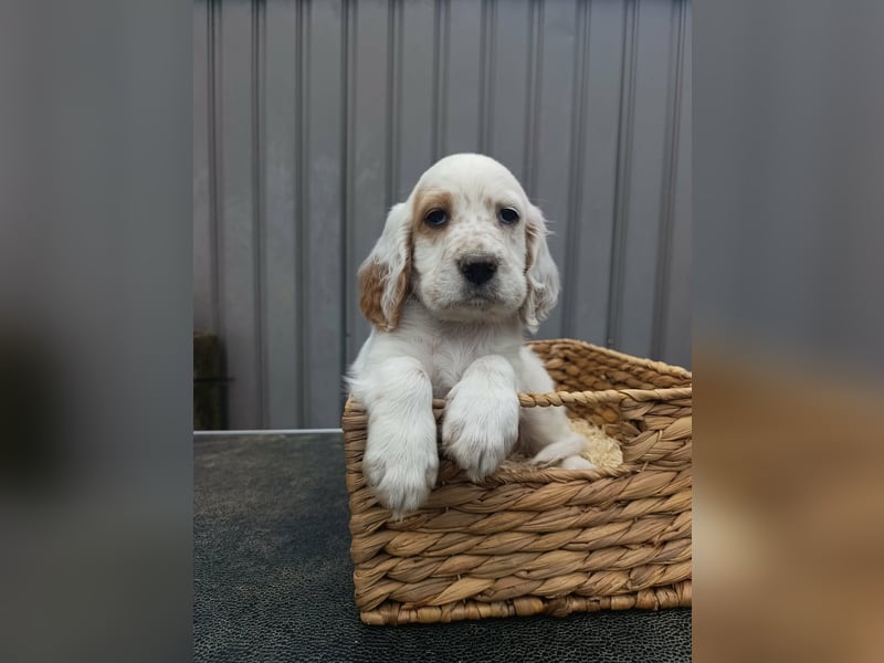 English setter Rüde Welpe