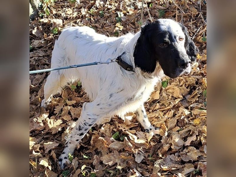 Jacky braucht Kenner