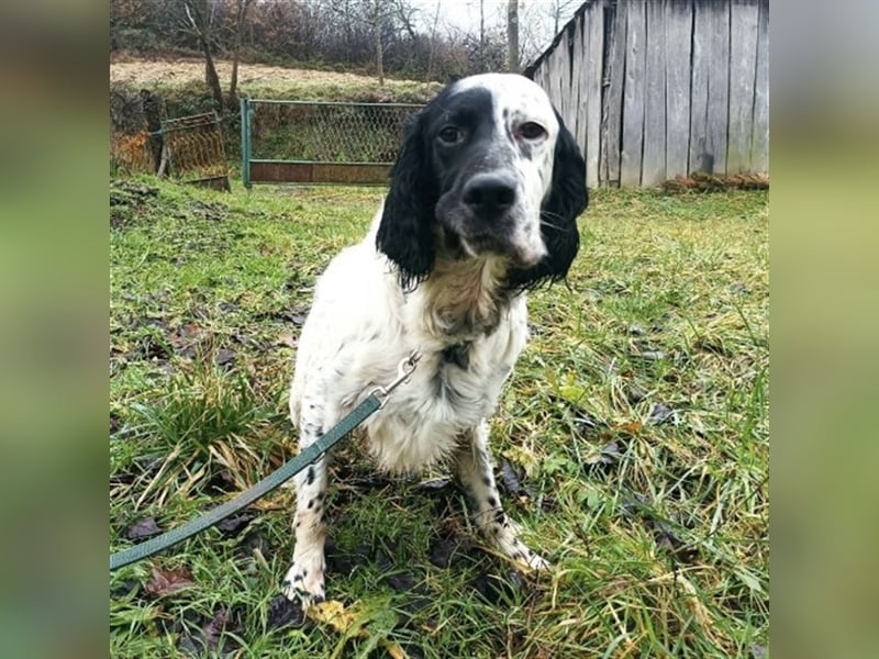 Jacky braucht Kenner