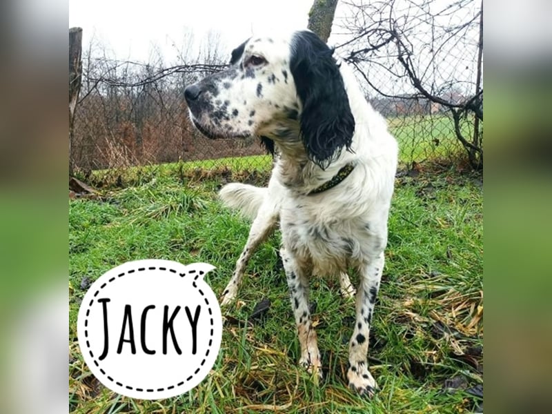 Jacky braucht Kenner