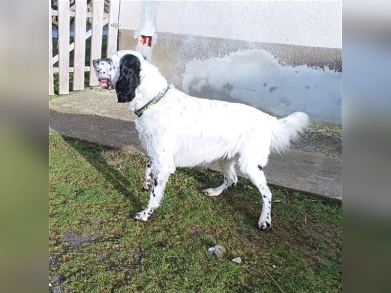 Jacky braucht Kenner