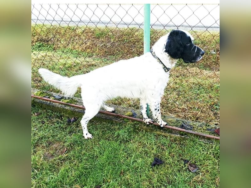 Jacky braucht Kenner