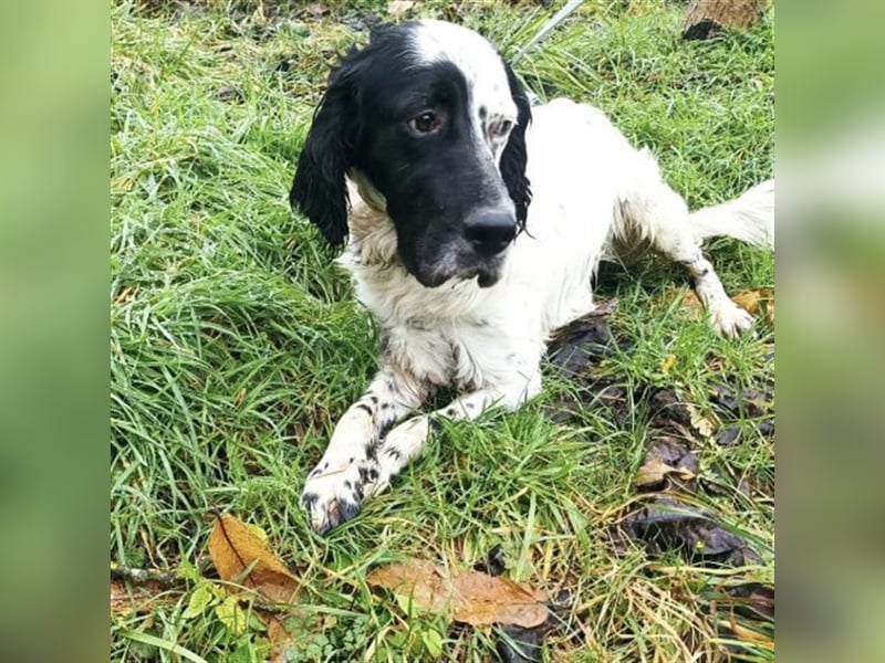 Jacky braucht Kenner