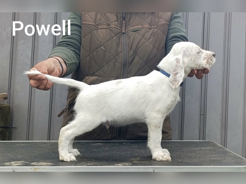 English setter Rüde, Khyannes Powell