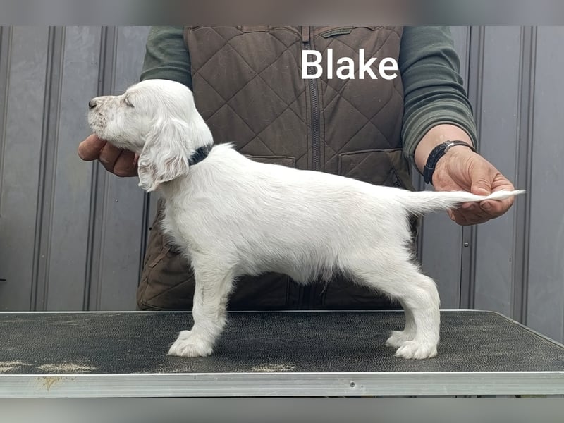 English setter Rüde, Khyannes Blake