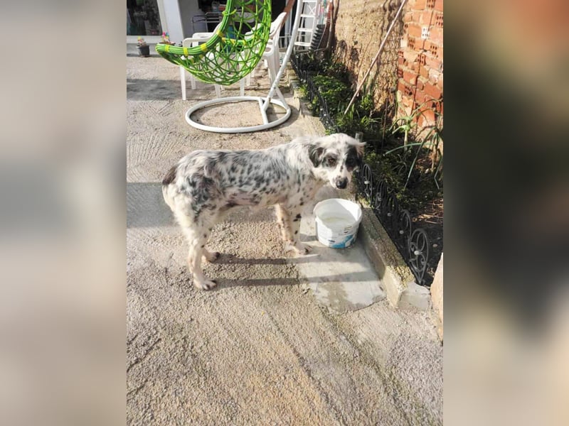 Hund Hündin Tierschutz Setter Bundesweite Vermittlung