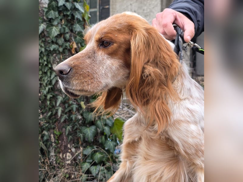 Hund Hündin English Setter Tierschutz Bundesweite Vermittlung