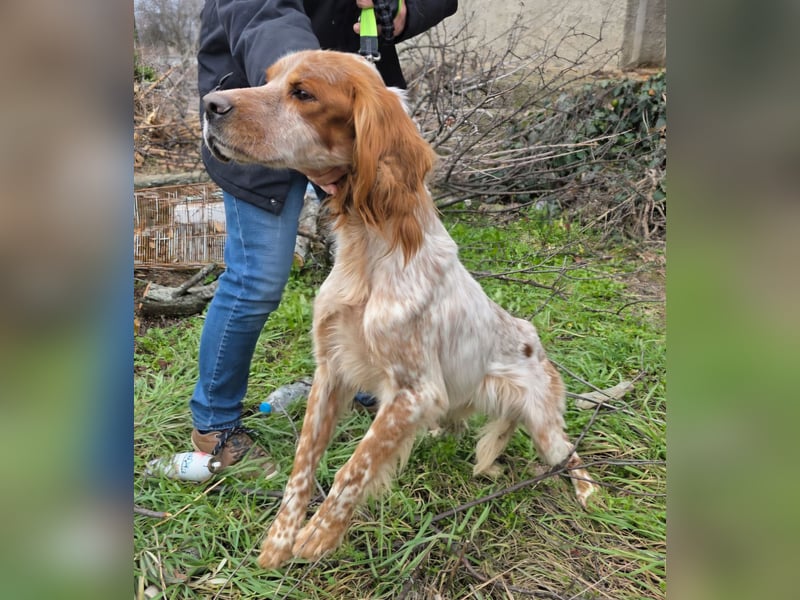Hund Hündin English Setter Tierschutz Bundesweite Vermittlung