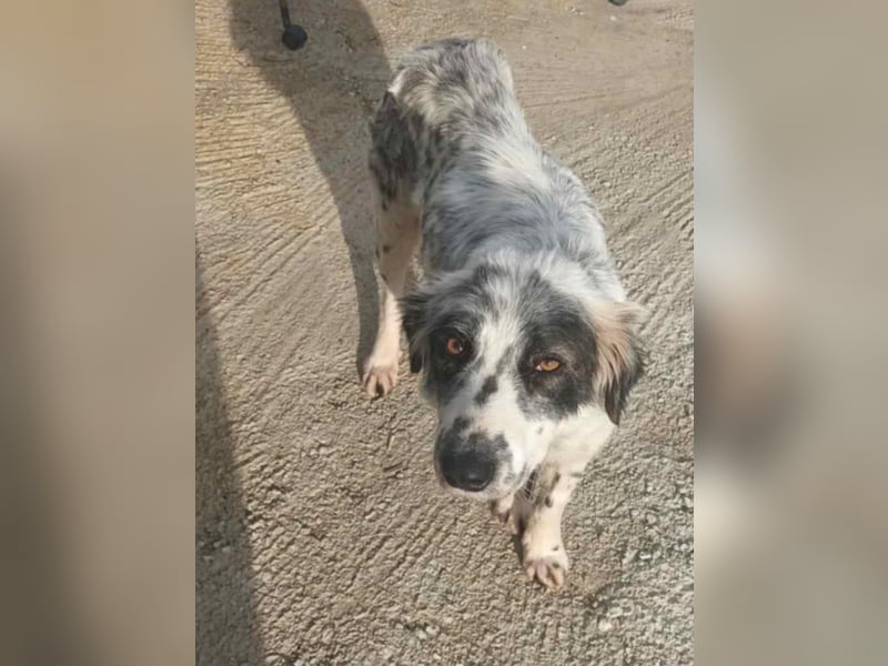 Hund Hündin Tierschutz Setter Bundesweite Vermittlung