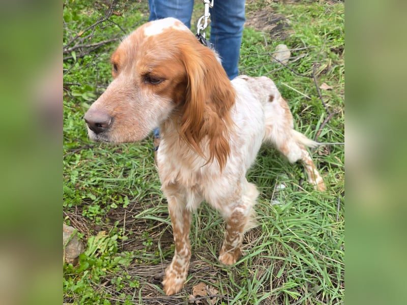 Hund Hündin English Setter Tierschutz Bundesweite Vermittlung