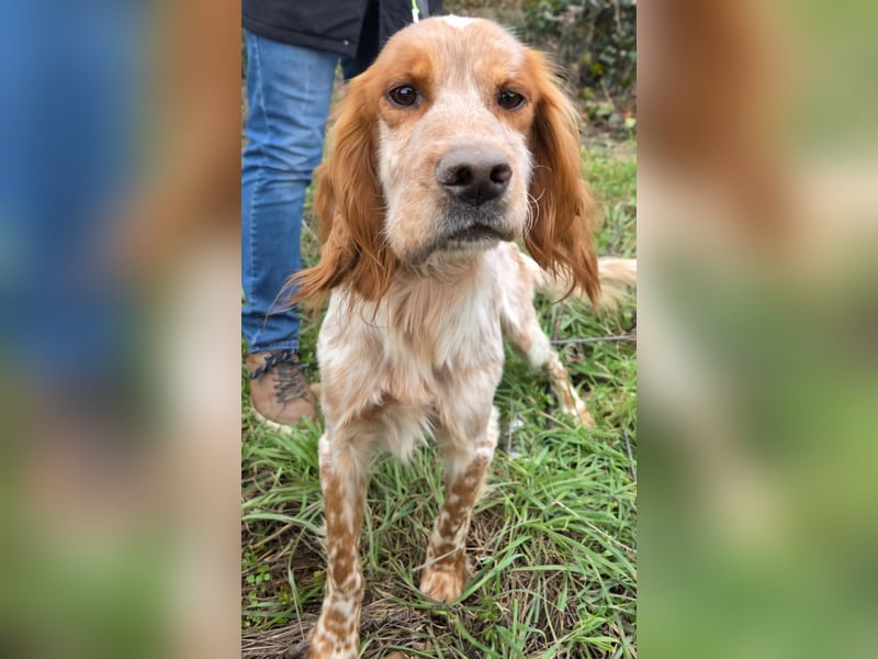 Hund Hündin English Setter Tierschutz Bundesweite Vermittlung