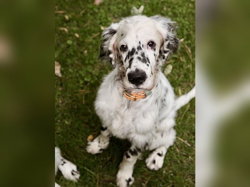 THORIN Nasetters – English Setter Puppy (ZKwP / FCI) – Boy