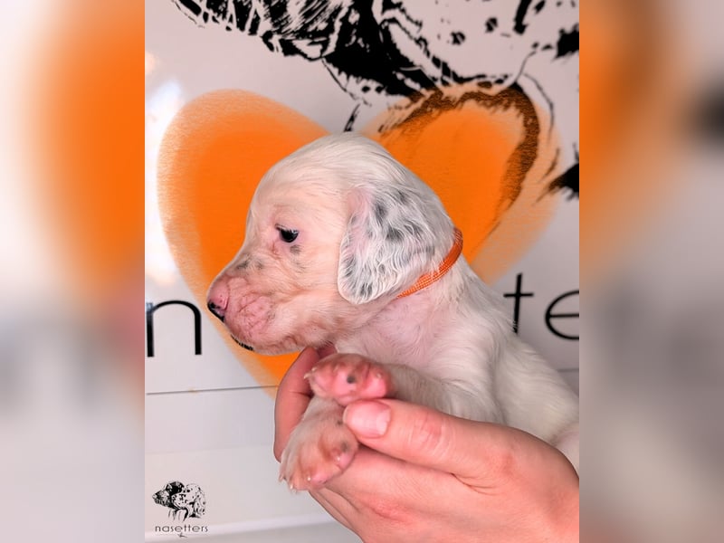 THORIN Nasetters – English Setter Puppy (ZKwP / FCI) – Boy
