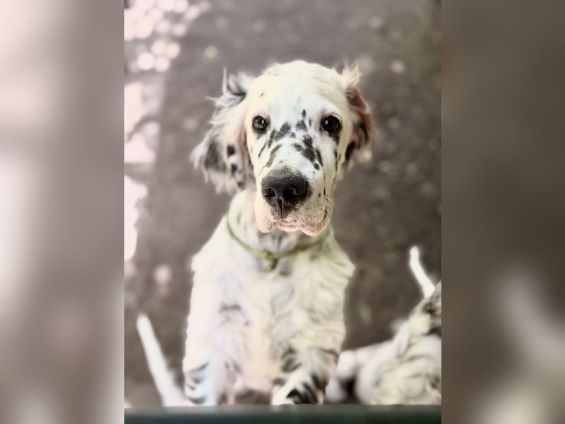 THORIN Nasetters – English Setter Puppy (ZKwP / FCI) – Boy