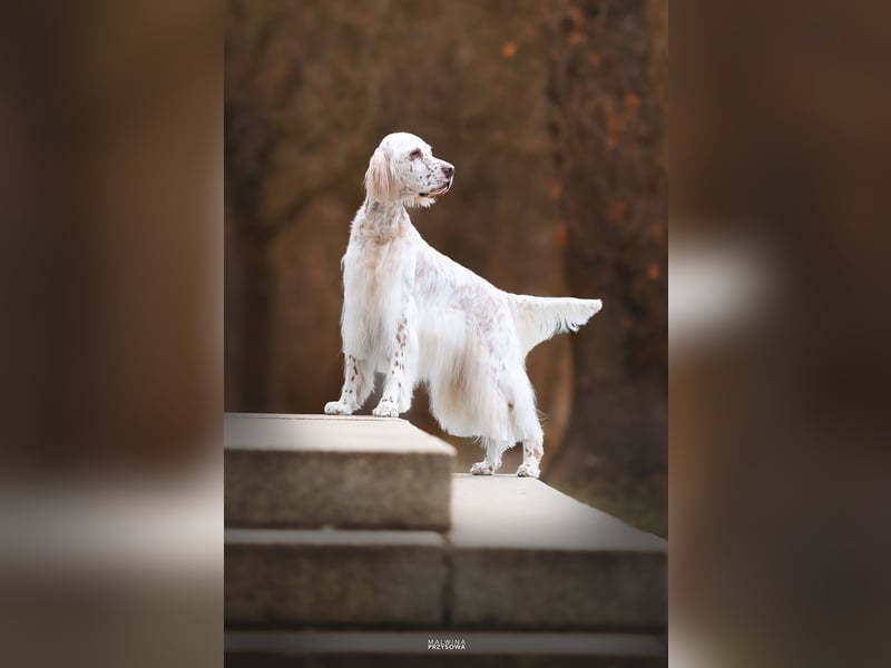 THORIN Nasetters – English Setter Puppy (ZKwP / FCI) – Boy