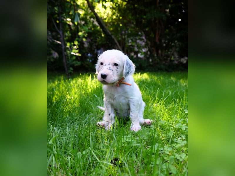 THORIN Nasetters – English Setter Puppy (ZKwP / FCI) – Boy