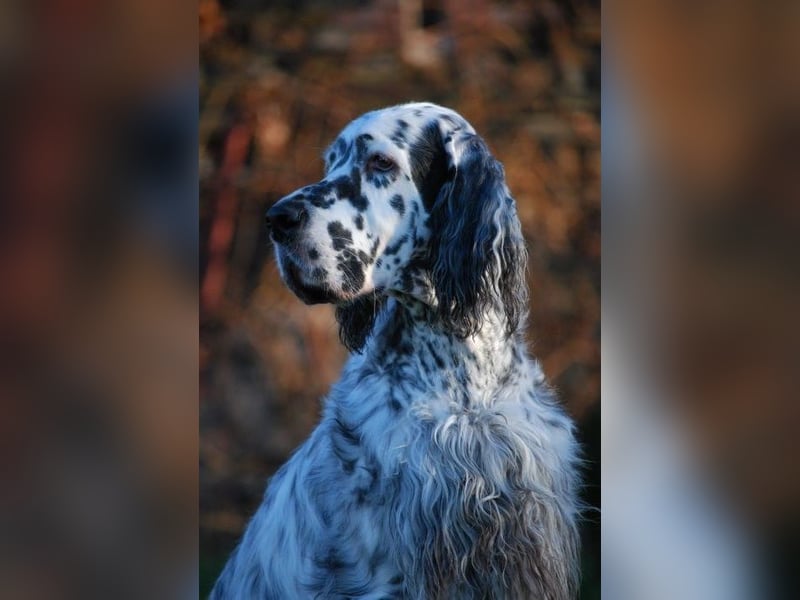 THORIN Nasetters – English Setter Puppy (ZKwP / FCI) – Boy