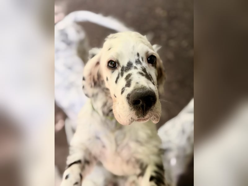 THORIN Nasetters – English Setter Puppy (ZKwP / FCI) – Boy