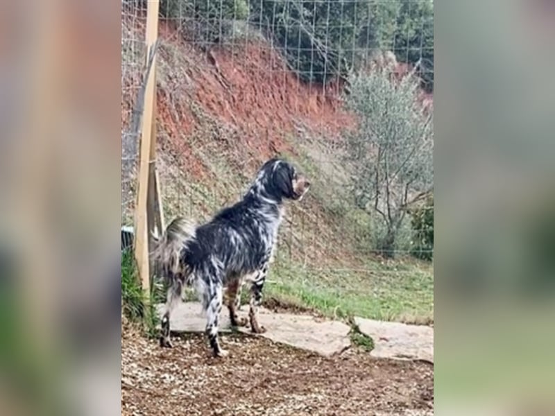 Glenny - menschenbezogener, fitter Begleiter