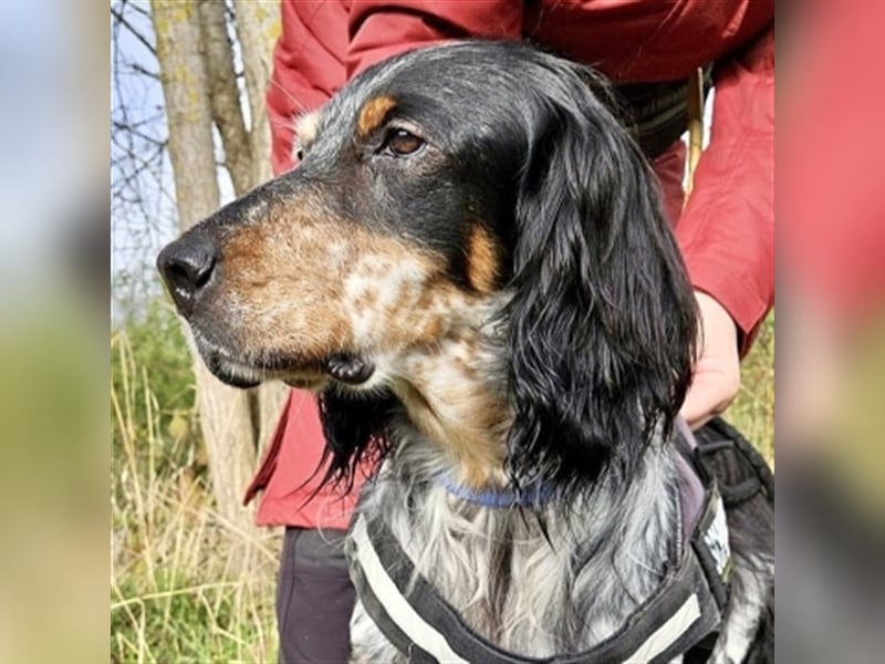 Glenny - menschenbezogener, fitter Begleiter