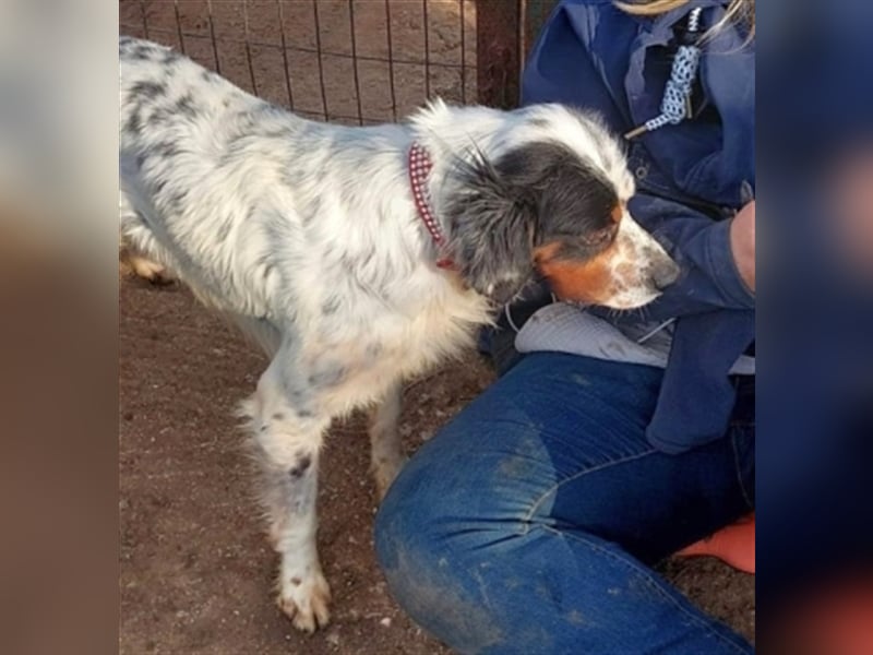 Freddy - Sonnenschein Setter