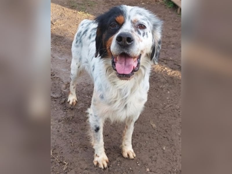 Freddy - Sonnenschein Setter