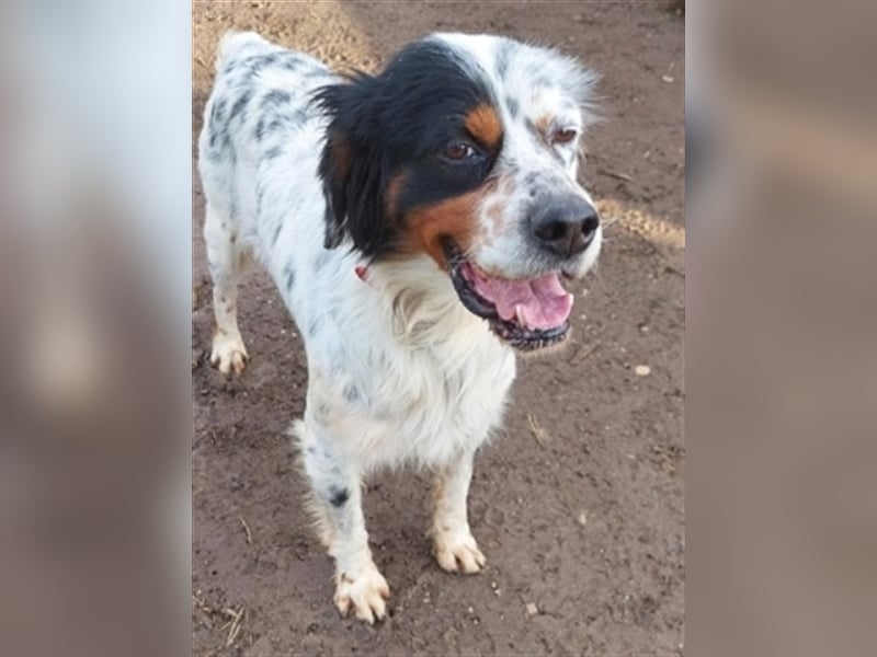 Freddy - Sonnenschein Setter